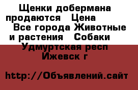 Щенки добермана  продаются › Цена ­ 45 000 - Все города Животные и растения » Собаки   . Удмуртская респ.,Ижевск г.